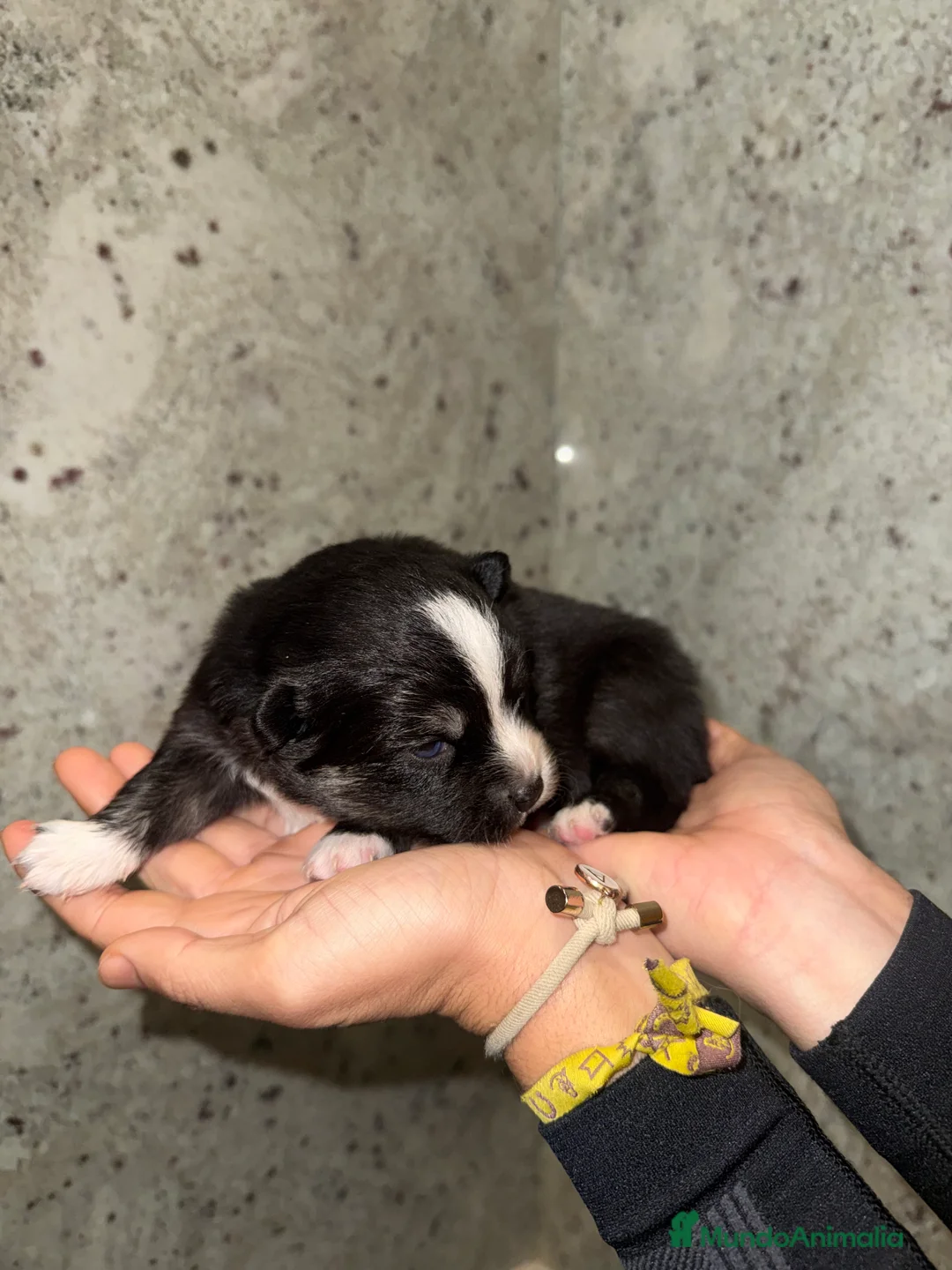 Pomsky perros en venta: Pomsky F5 - Anuncio 13