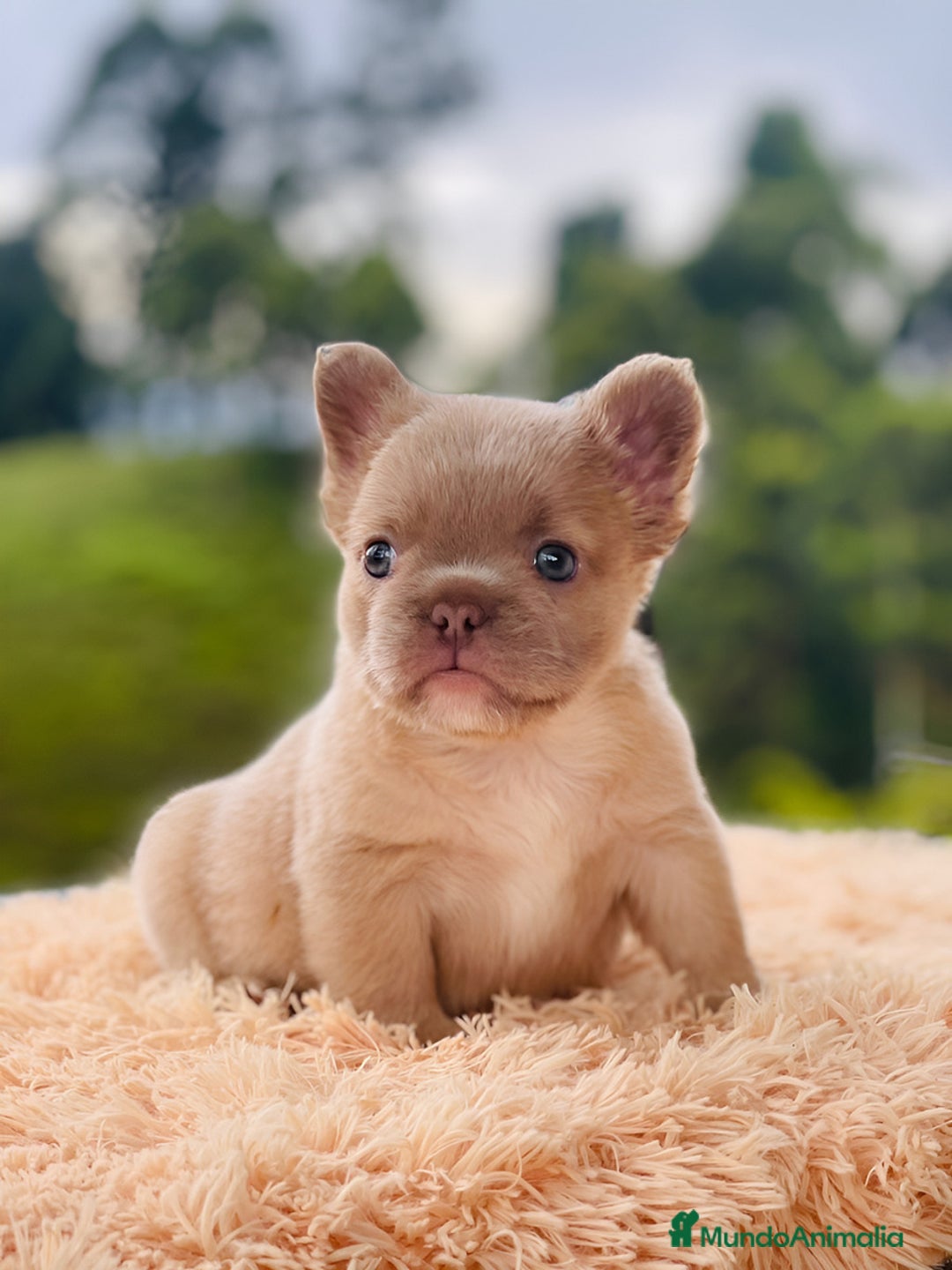 Bulldog Francés perros en venta: Bulldog francés puppy exoticos  - Anuncio 6