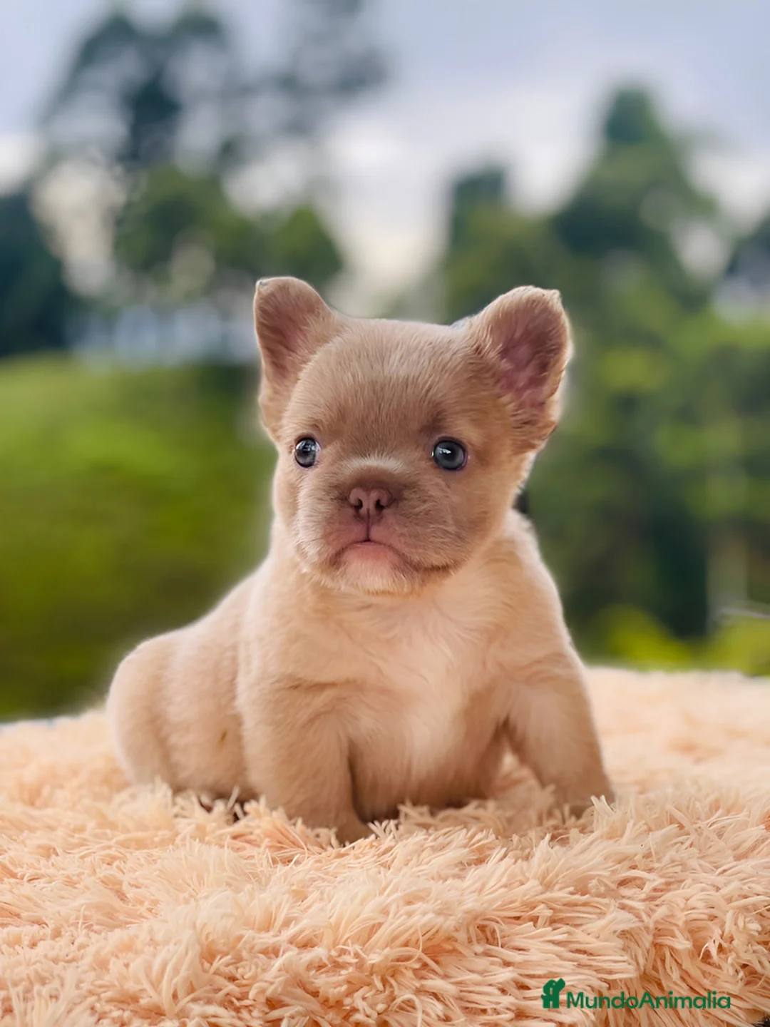 Bulldog Francés perros en venta: Bulldog francés puppy exoticos  - Anuncio 6