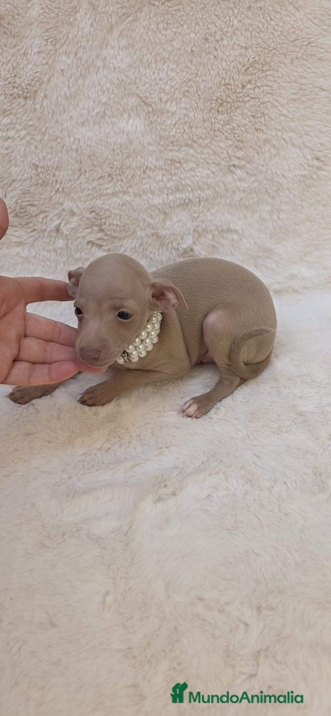 Pequeño Lebrel Italiano perros en venta: Lebrel italiano Piccolo galgo miniatura  - Imagen 3