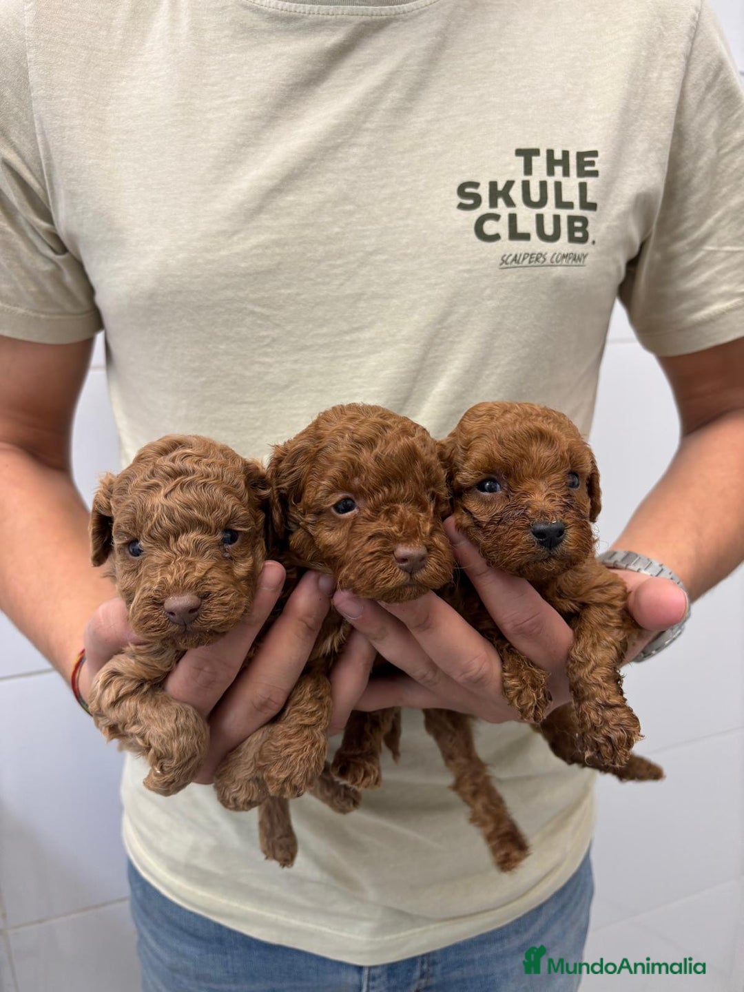 Caniche Toy perros en venta: Caniche Toy 1.600€ ¡PRECIO REAL! - Anuncio 1