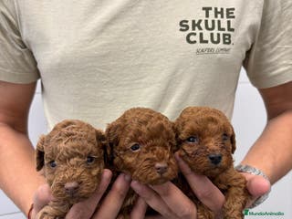 Caniche Toy perros Caniche Toy 1.600€ ¡PRECIO REAL! - Anuncio 24