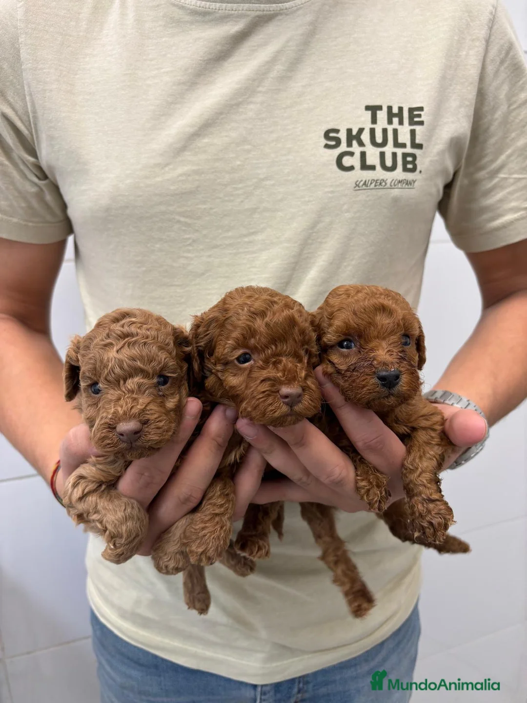 Caniche Toy perros en venta: Caniche Toy 1.600€ ¡PRECIO REAL! - Anuncio 1