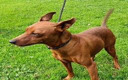 Pinscher Miniatura perros en venta: Pinscher Miniatura  - Imagen 7