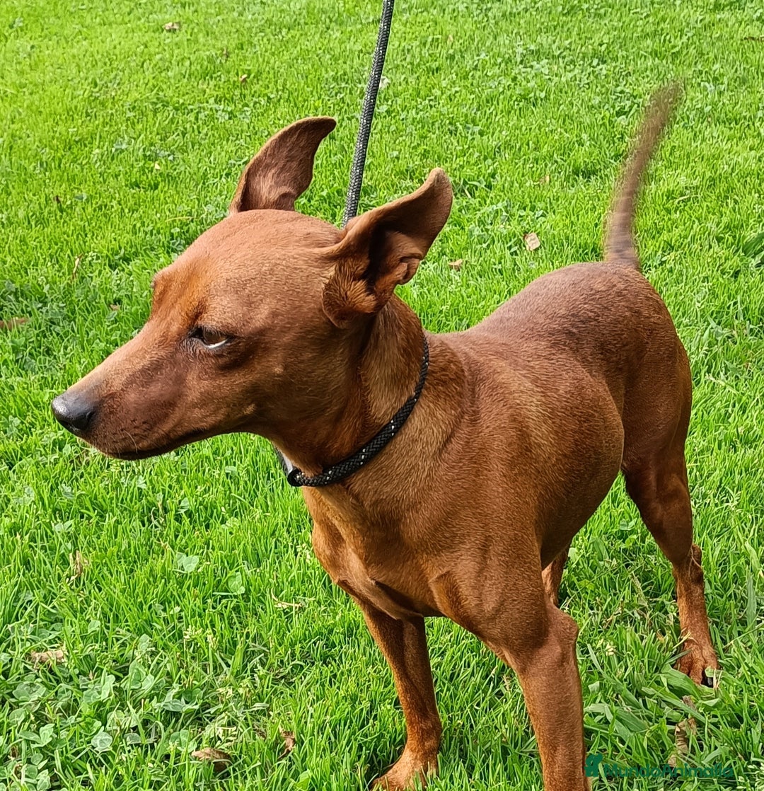 Pinscher Miniatura perros en venta: Pinscher Miniatura  - Imagen 7