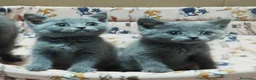 Británico de Pelo Corto gatos en venta: British Shorthair preciosos - Anuncio 2