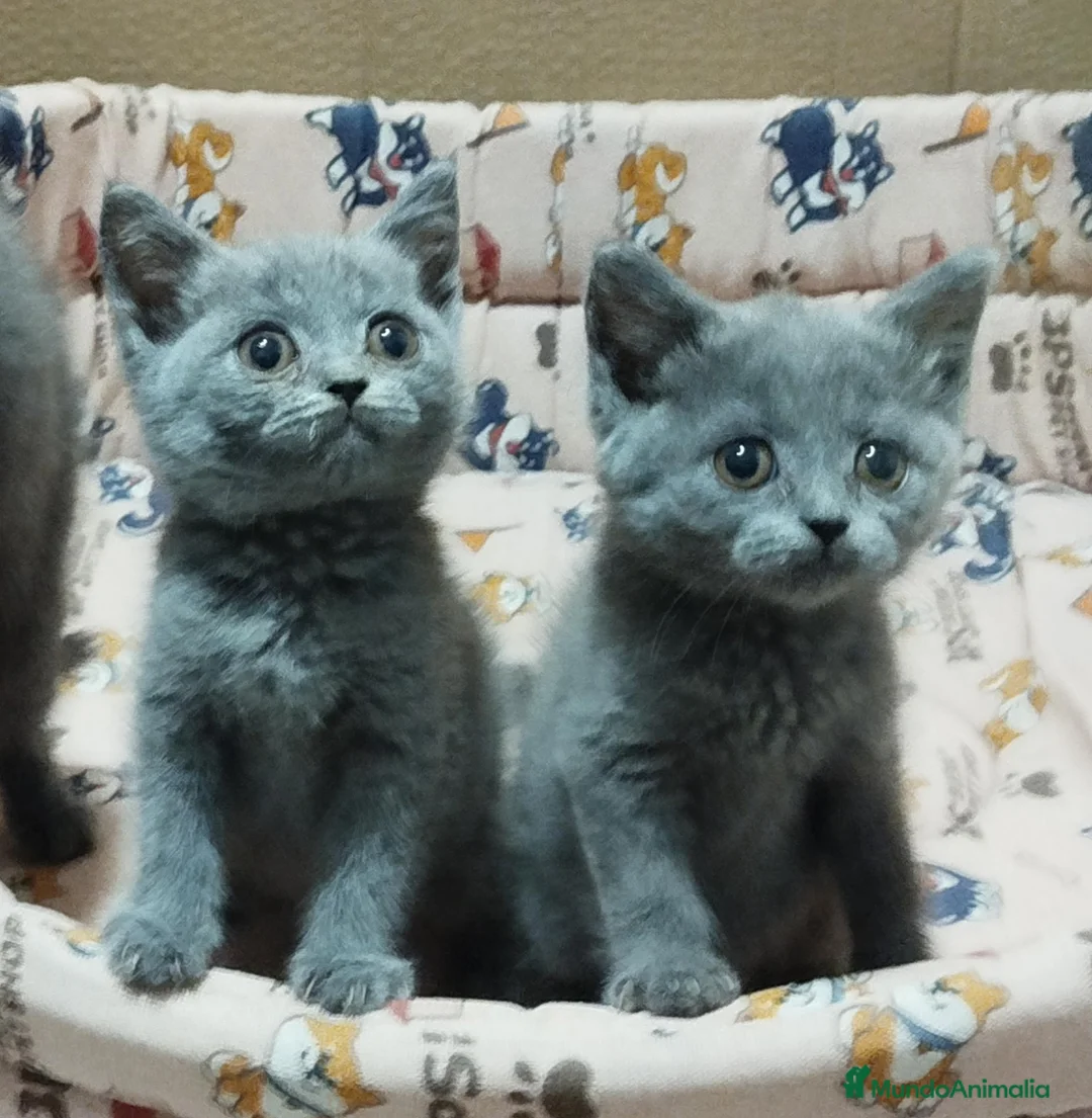 Británico de Pelo Corto gatos en venta: British Shorthair preciosos - Anuncio 2