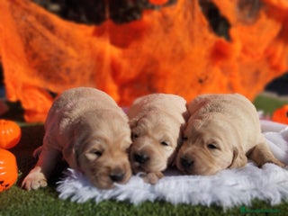 Golden Retriever perros - Anuncio 27