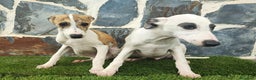 Whippet perros en venta: WHIPPET HEMBRA - Anuncio 3