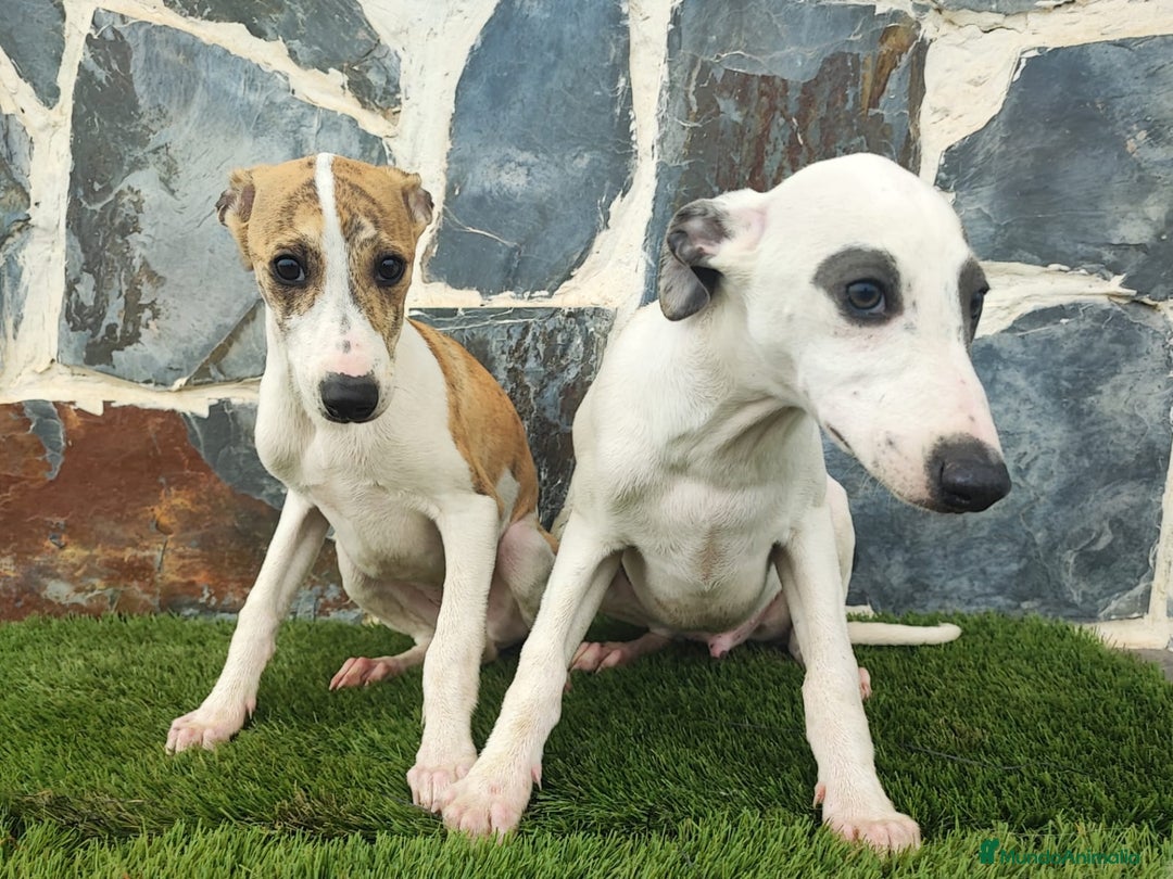 Whippet perros en venta: WHIPPET HEMBRA - Anuncio 3