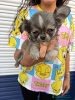 Chihuahua perros - Anuncio 1