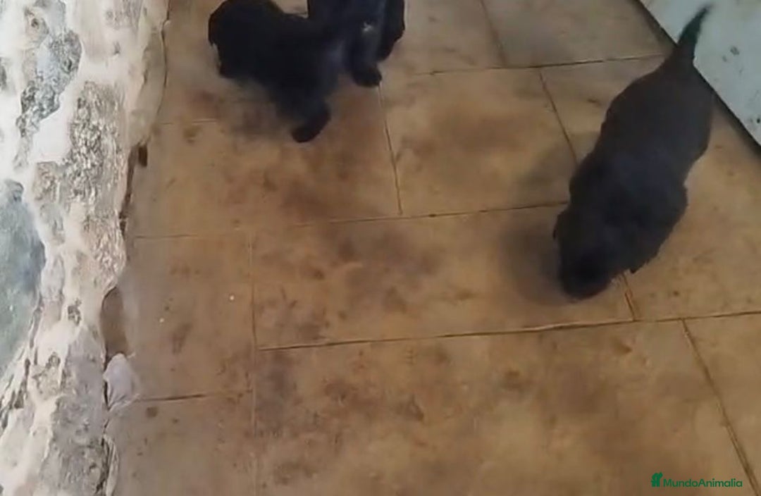 Labrador Retriever perros en venta: Labrador retriever  - Anuncio 13