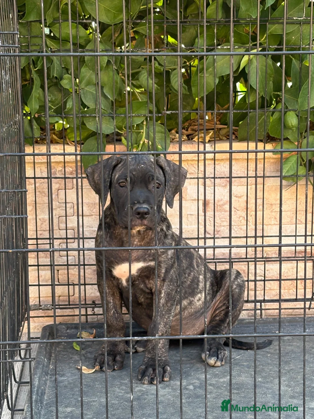 Presa Canario perros en venta: Cachorra de presa canario  - Anuncio 2