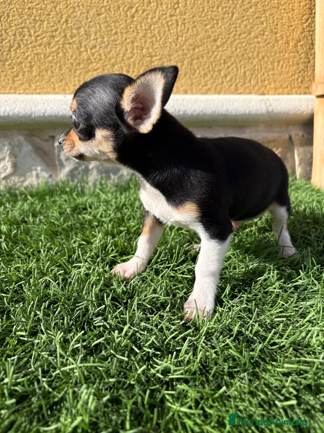 Chihuahua perros en venta: Chihuahua macho chihuahua toy tricolor  - Anuncio 13