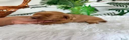 Cocker Spaniel Inglés perros en venta: COCKER SPANIEL INGLES - Anuncio 11