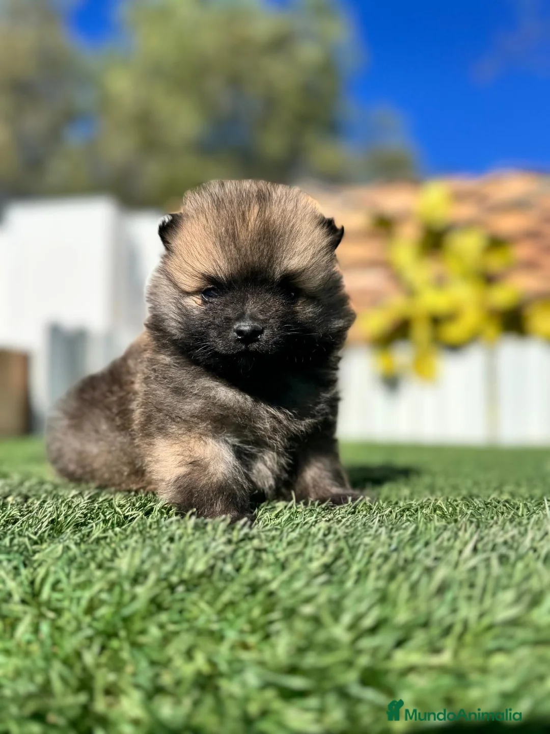 Pomerania perros en venta: POMERANIA MACHO - Anuncio 2