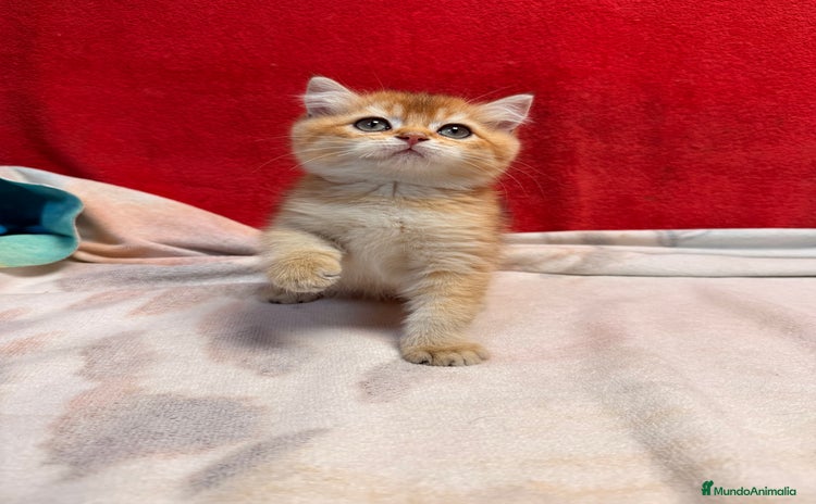 Británico de Pelo Corto gatos - Anuncio 16