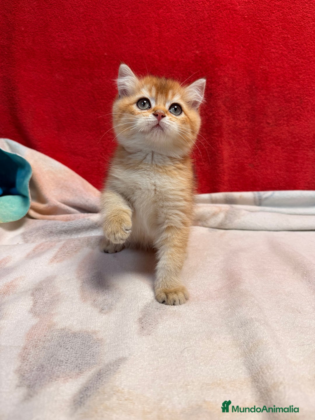 Británico de Pelo Corto gatos en venta: Monísimos British Golden  - Imagen 1