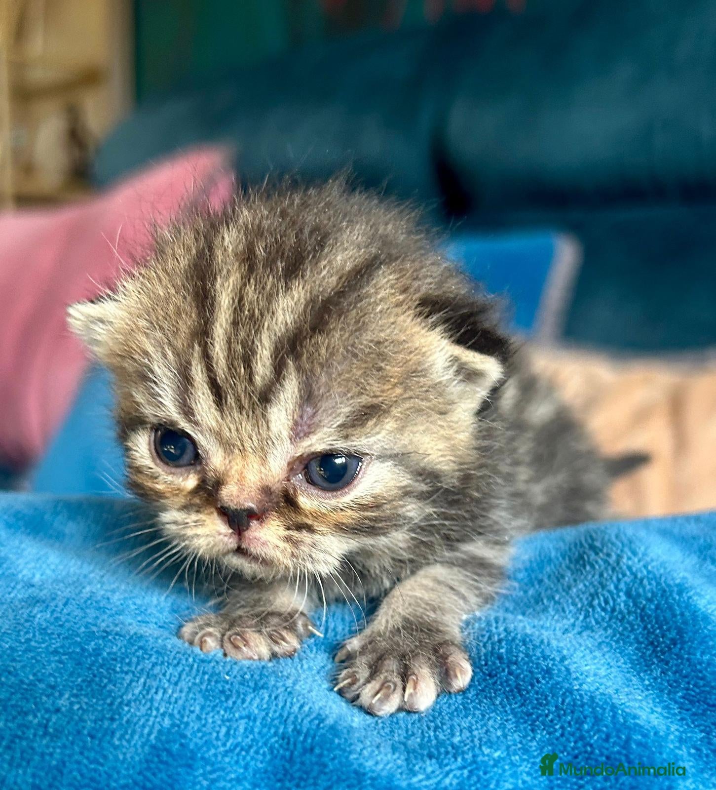 Exótico de Pelo Corto gatos Machos exótico  - Anuncio 2
