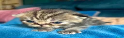 Exótico de Pelo Corto gatos en venta: Machos exótico  - Anuncio 1