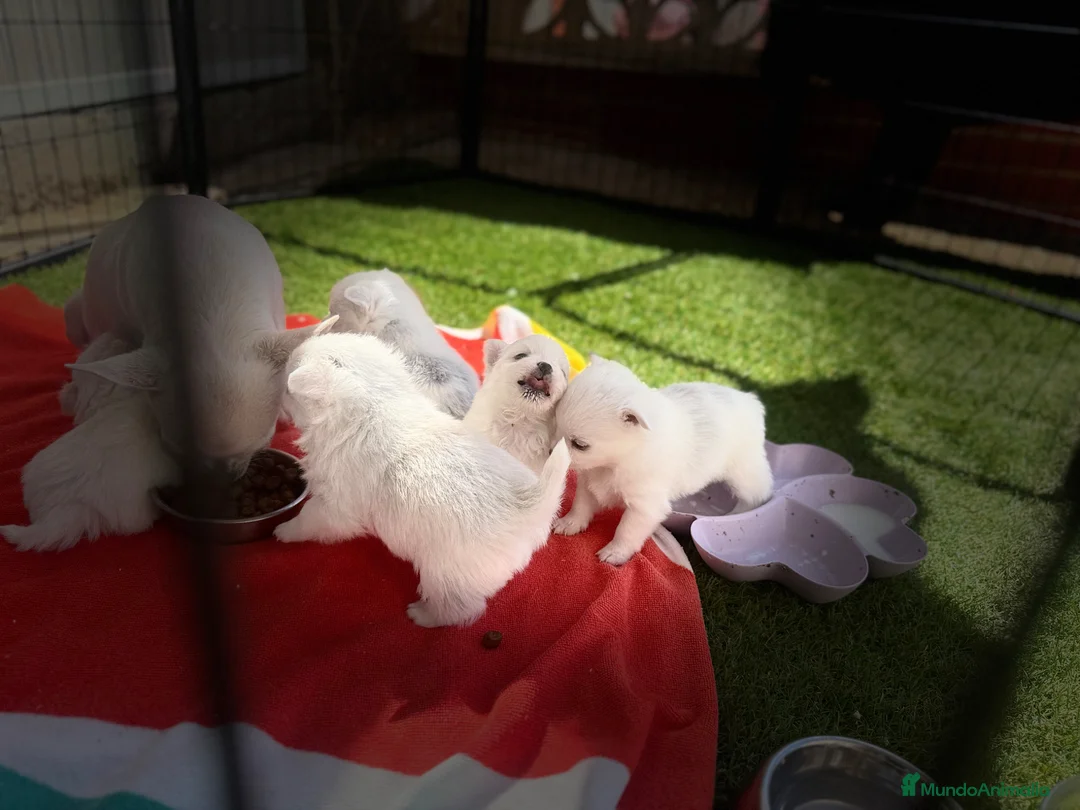 Pomchi perros en venta: Pomchi - Anuncio 1