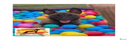 Pastor Belga Malinois perros en venta: Camada Malinois  - Anuncio 3