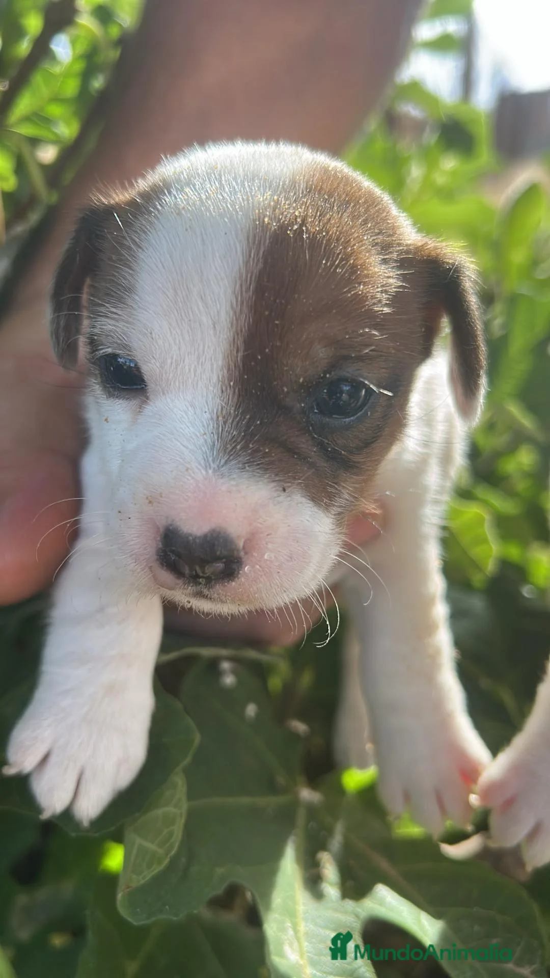 Jack Russell Terrier perros en venta: Jack Russell - Anuncio 2