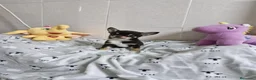 Chihuahua perros en venta: Chihuahua - Anuncio 3