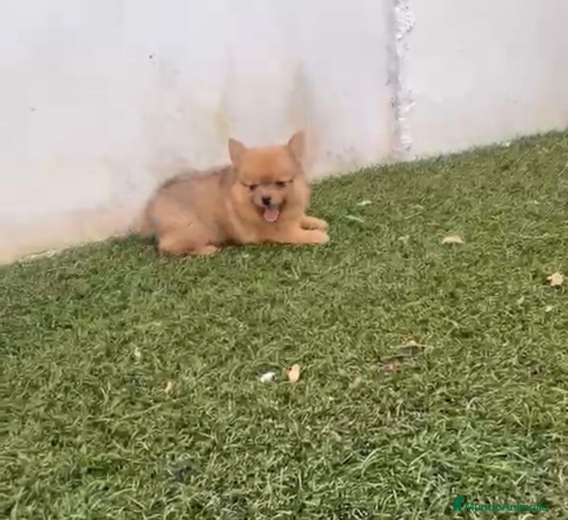 Pomerania perros Pomerania macho merle - Anuncio 3