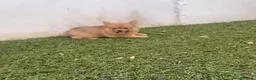 Pomerania perros en venta: Pomerania macho merle - Anuncio 1