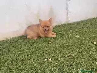 Pomerania perros Pomerania macho merle - Anuncio 1