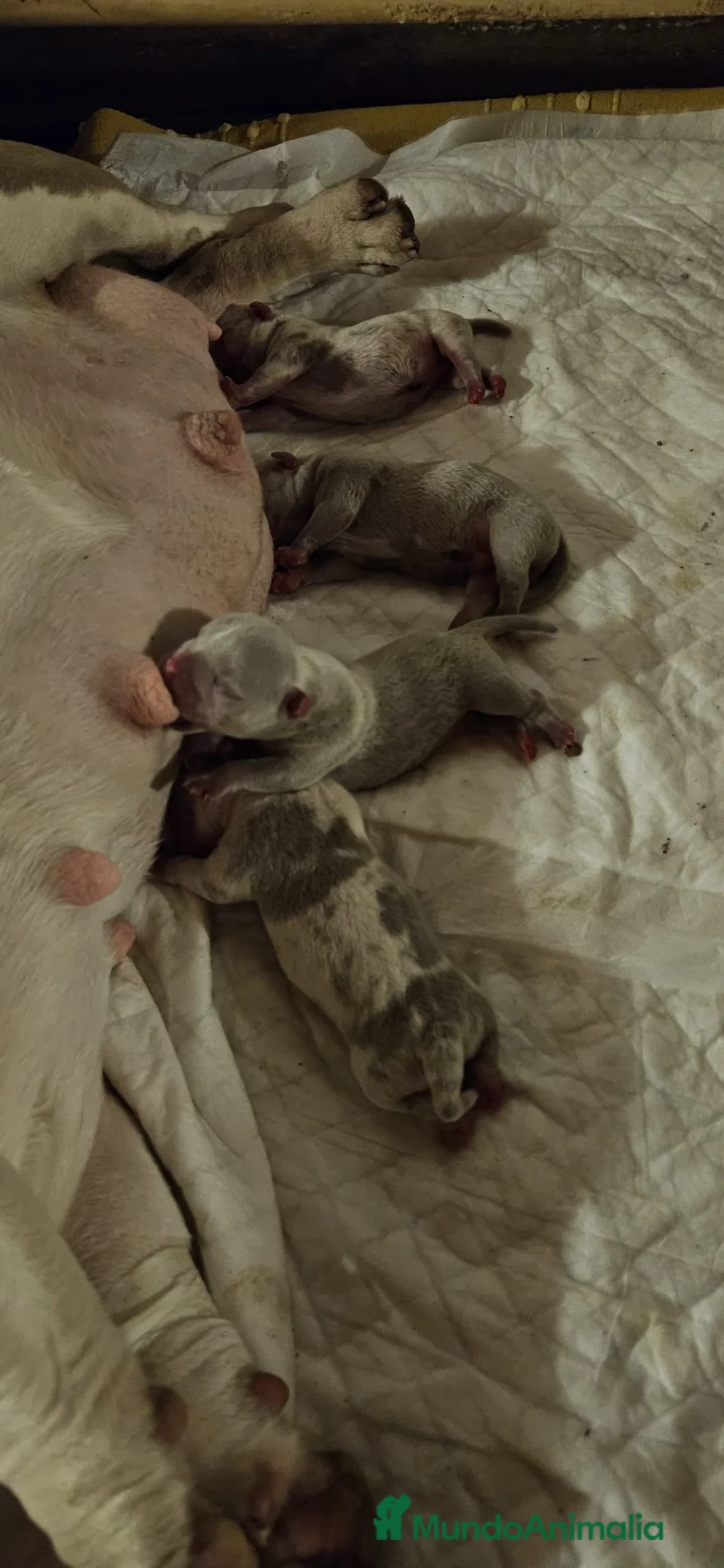 American Bully perros en venta: América bully  - Anuncio 2