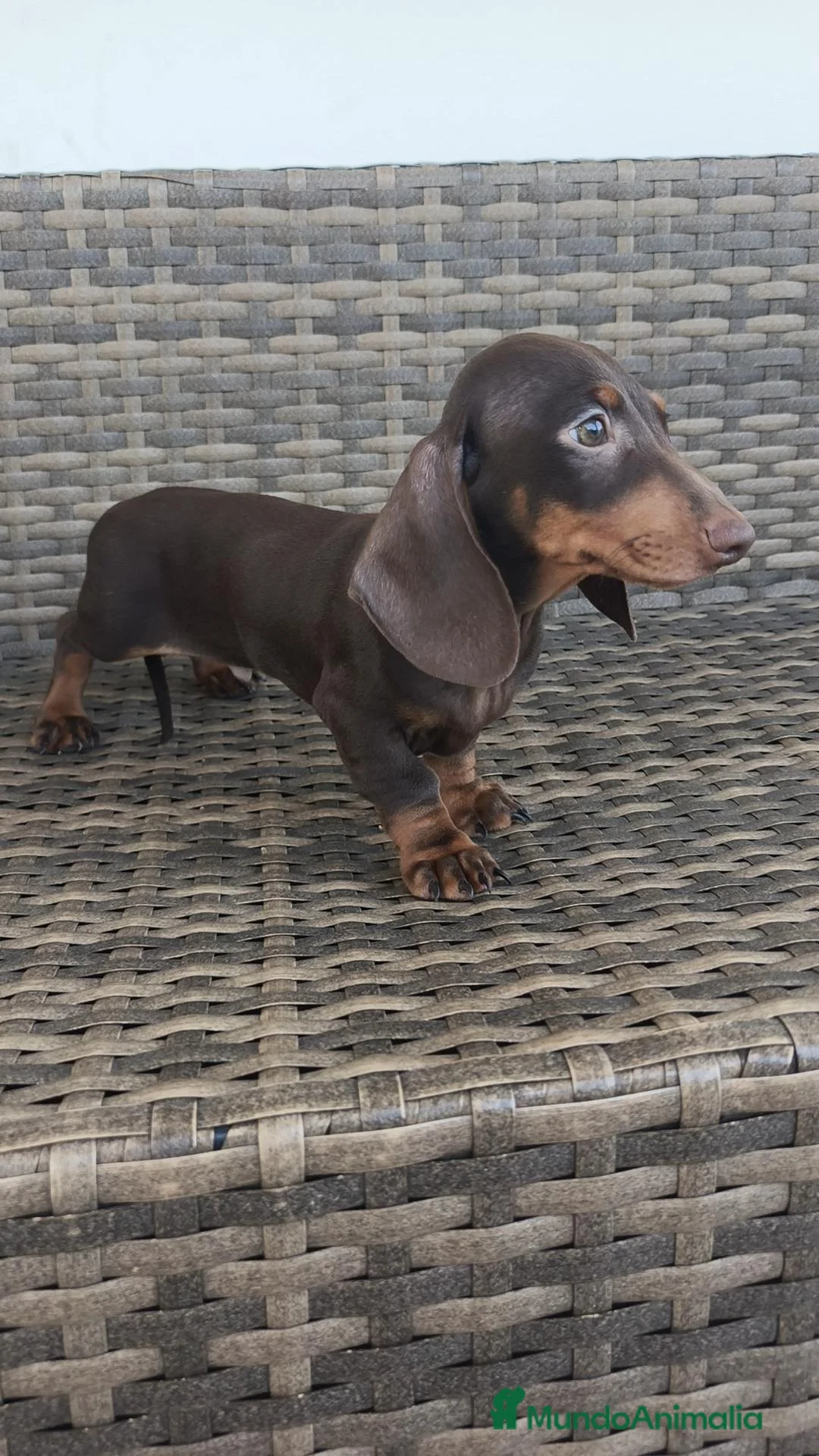 Teckel Miniatura perros en venta: Teckel Mini - Anuncio 2