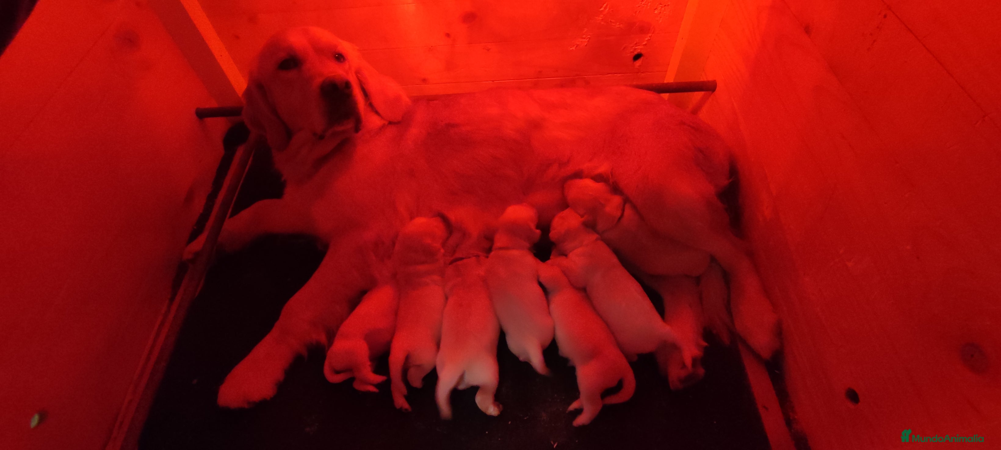 Golden Retriever perros Golden Retriever - Anuncio 2