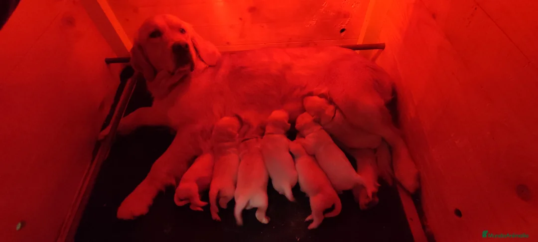 Golden Retriever perros en venta: Golden Retriever - Anuncio 1