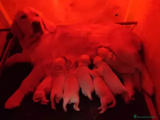 Golden Retriever perros Golden Retriever - Anuncio 2