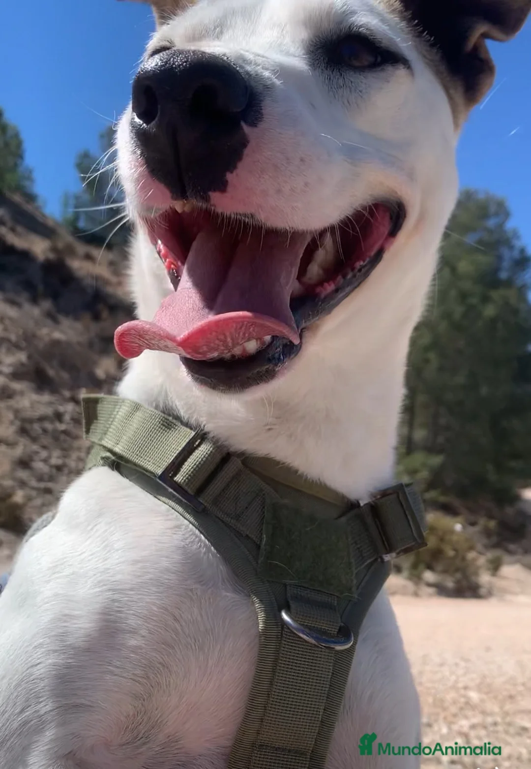 Raza Mixta perros en adopcion: JOHAN ❤️✨ en adopción  - Anuncio 2