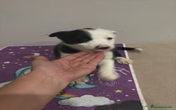 Border Collie perros en venta: Border collie  - Imagen 1