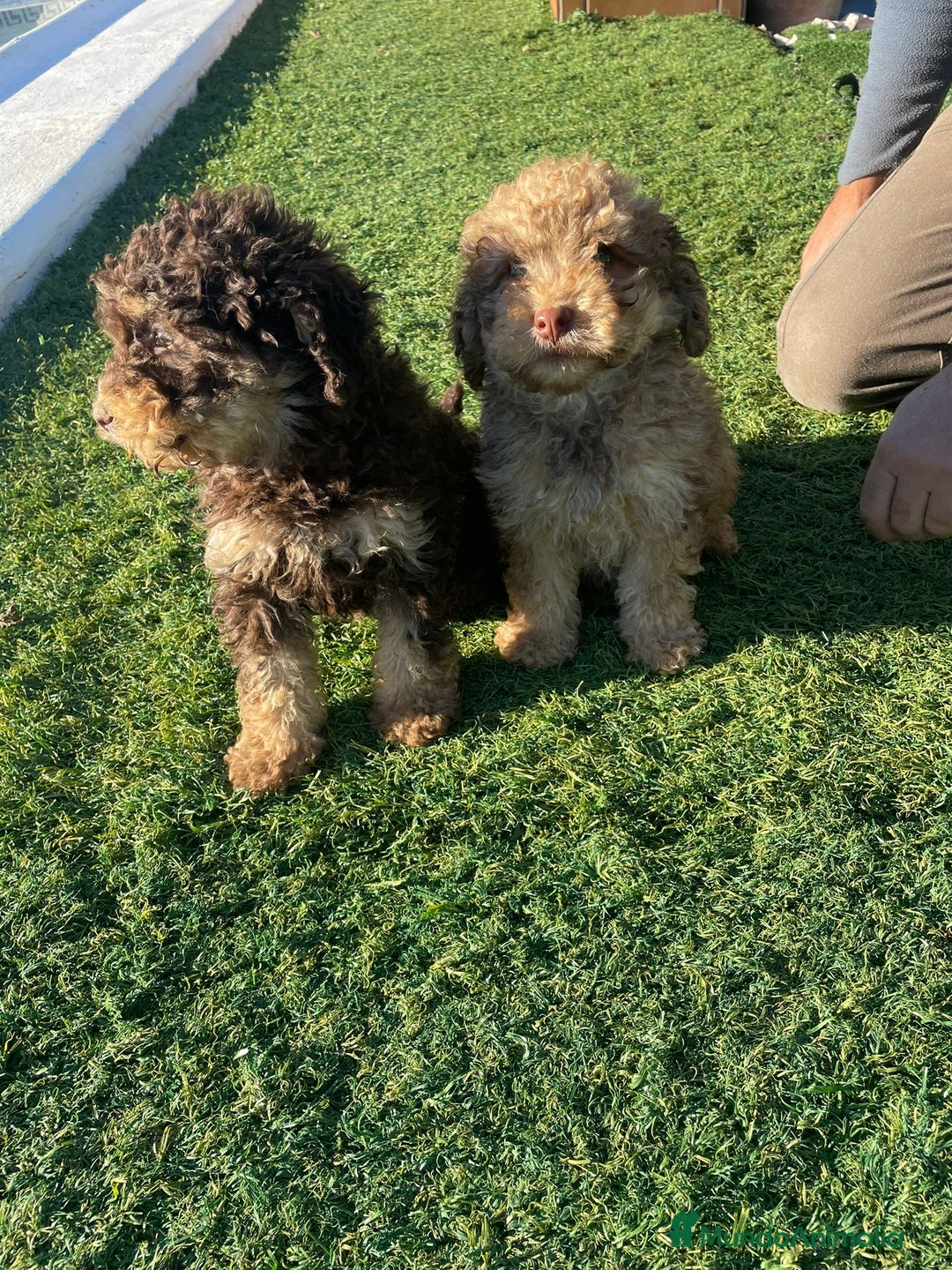 Perro de Agua Español perros en venta: Perro de agua  - Anuncio 6