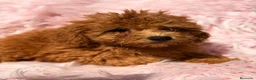 Caniche Mediano perros en venta: Caniche hembra  - Anuncio 1