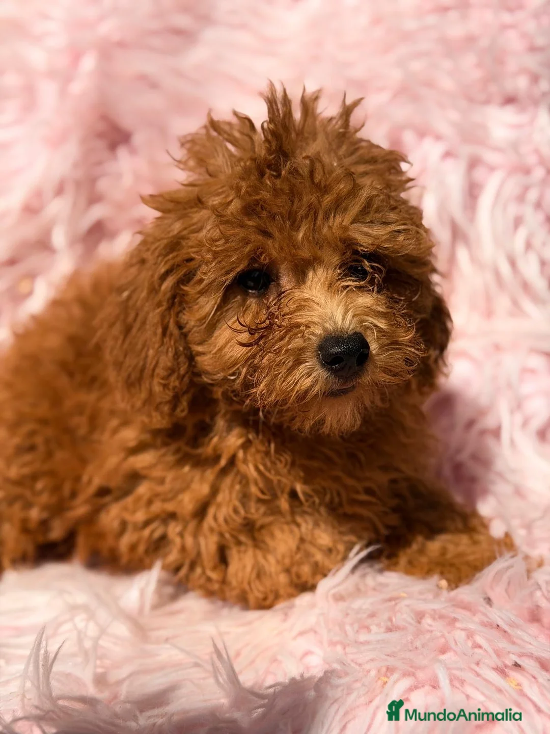 Caniche Mediano perros en venta: Caniche hembra  - Anuncio 1
