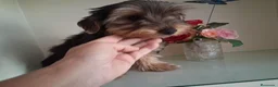 Yorkshire Terrier perros en venta: Yorkshire Terrier - Anuncio 8