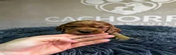 Cocker Spaniel Inglés perros en venta: Cocker dorado  - Anuncio 4
