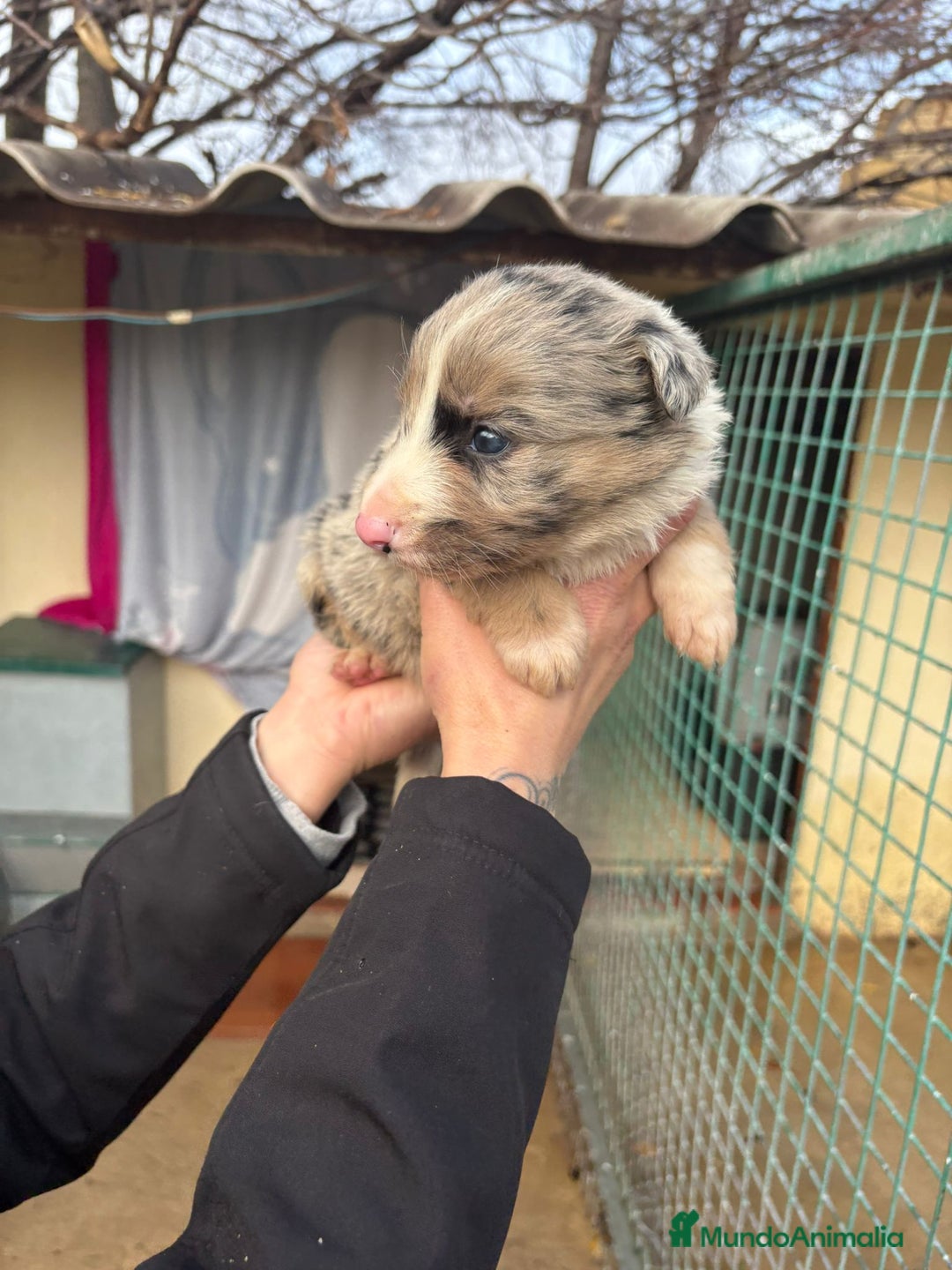 Border Collie perros en venta: Cachorro Macho Border Collie merle - Anuncio 4