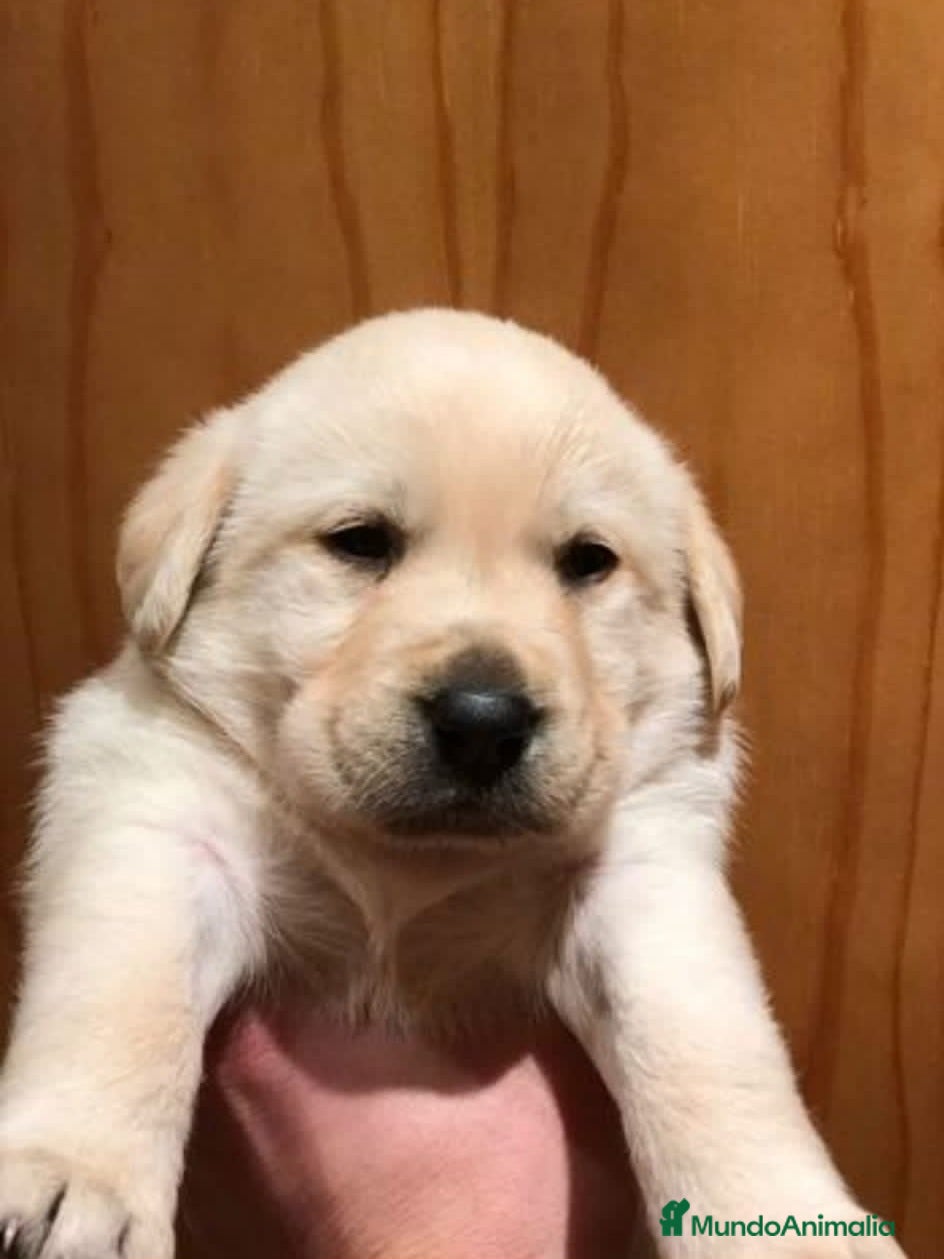 Labrador Retriever perros LABRADORES DISPONIBLES CHOCO/AMARILLO - Anuncio 2