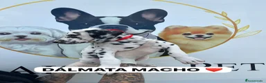 Dálmata Cachorro 3