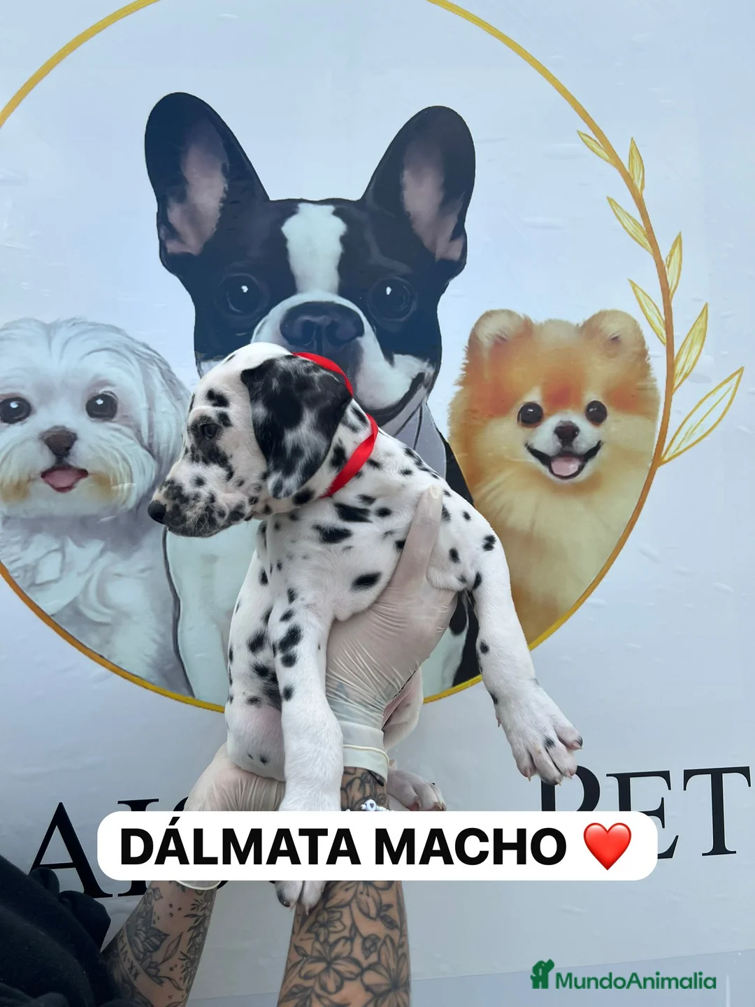 Dálmata perros en venta: CAMADA DE DALMATAS DE ENSUEÑOS - Anuncio 2