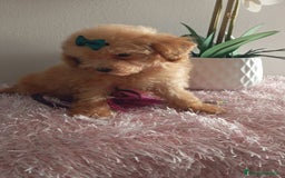 Maltipoo perros en venta: Maltipoos  - Imagen 2