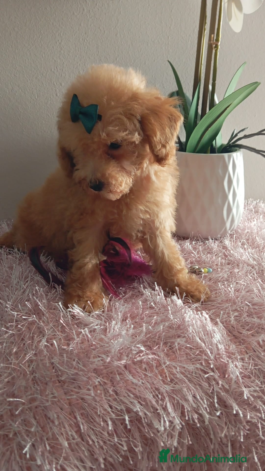 Maltipoo perros en venta: Maltipoos  - Imagen 2