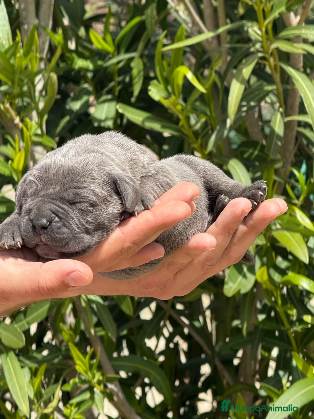 Cane Corso perros en venta: Cachorros de Cane Corso  - Anuncio 1